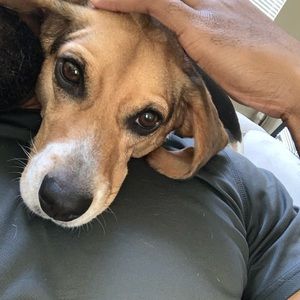 Meet your Posher, Gilbert